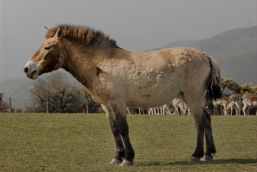 Prževaļska zirgsScaronis... Autors: Gledisa1999 Pasaules dzīvnieki. Fakti!