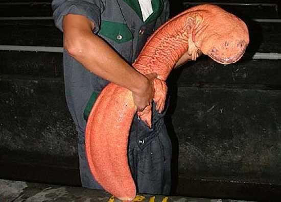 Ķīnas milzu salamandraScaronī... Autors: Gledisa1999 Pasaules dzīvnieki. Fakti!