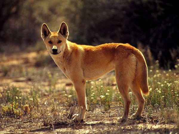 DingoScarono suni Austrālijā... Autors: Gledisa1999 Pasaules dzīvnieki. Fakti!