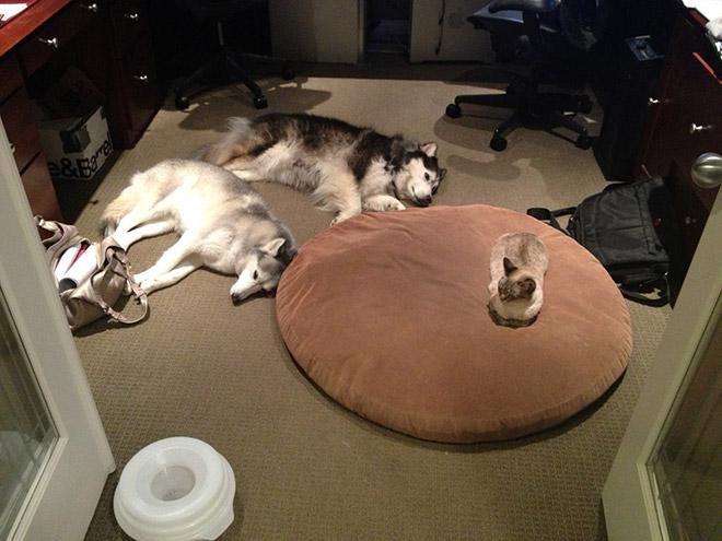  Autors: SuperPiens Kad kaķi pārņem suņu gultas