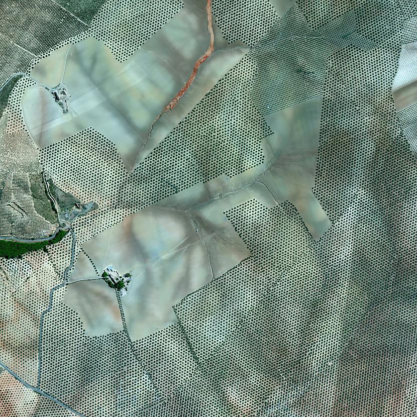 Olive Tree Plantations... Autors: Šamaniss Fantastiskas satelīta bildes
