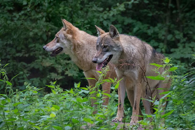  Autors: Liver Beloveža, Polija - nacionālais parks un rezervāts