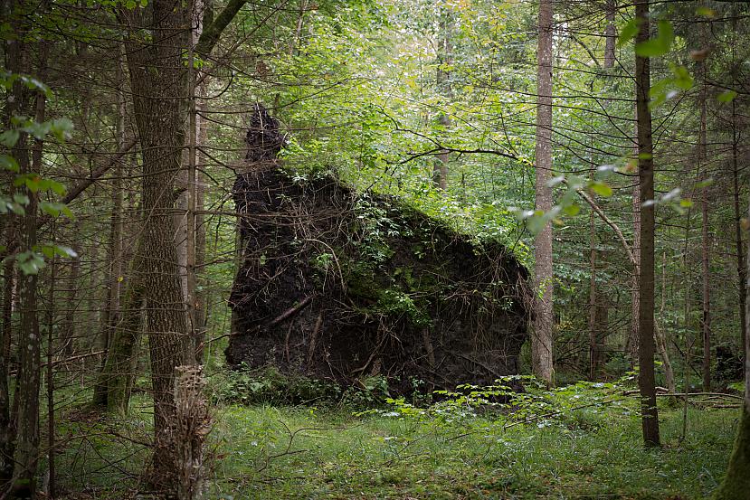  Autors: Liver Beloveža, Polija - nacionālais parks un rezervāts