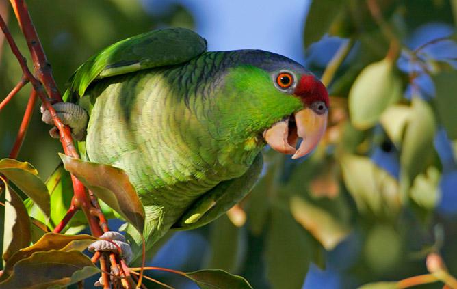 Putniem ir nepieciescaronama... Autors: Čarizards Ar ko jāsamierinās, ņemot papagaili?