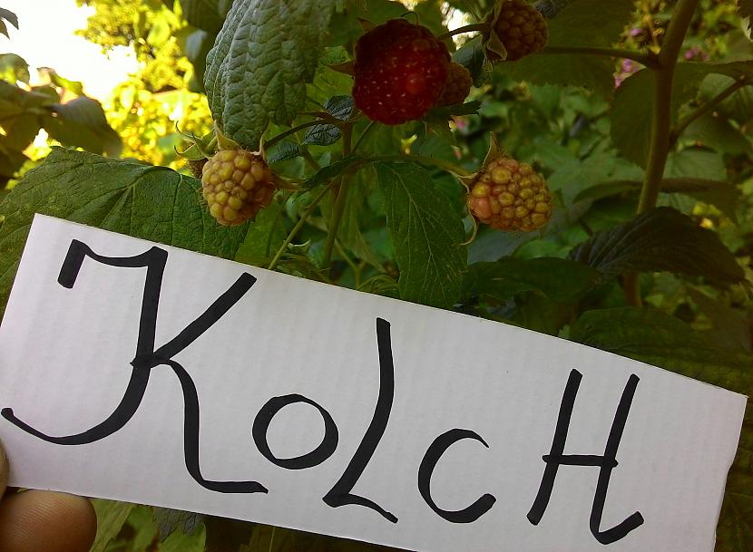  Autors: Kolch As Ogas.