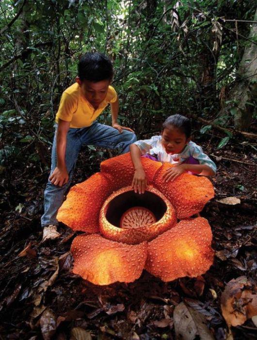Rafflesia arnoldii ir lielākā... Autors: kaķūns 60+ interesanti foto ar aprakstiņiem