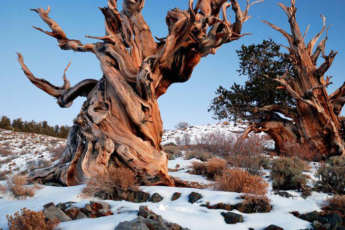 Otrs vecākais koks uz Zemes... Autors: kaķūns 60+ interesanti foto ar aprakstiņiem