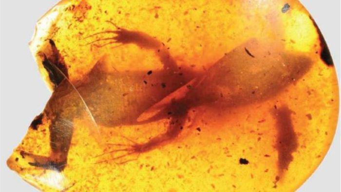 99 miljonus gadus veca ķirzaka... Autors: kaķūns 60+ interesanti foto ar aprakstiņiem