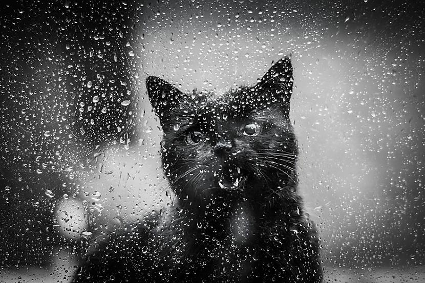  Autors: KALENS Noslēpumainās kaķu dzīves notvertas melnbaltā