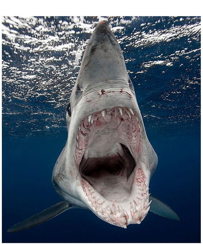 Mako haizivs Autors: kaķūns 60+ interesanti foto ar aprakstiņiem #3