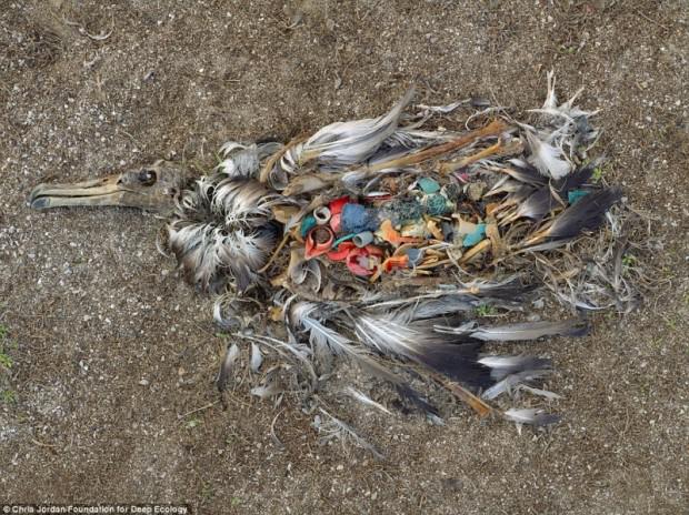 Putns kurscaron miris dēļ... Autors: Trojanss 20+ attēli ar aprakstiem par cilvēka sabojāto dabu