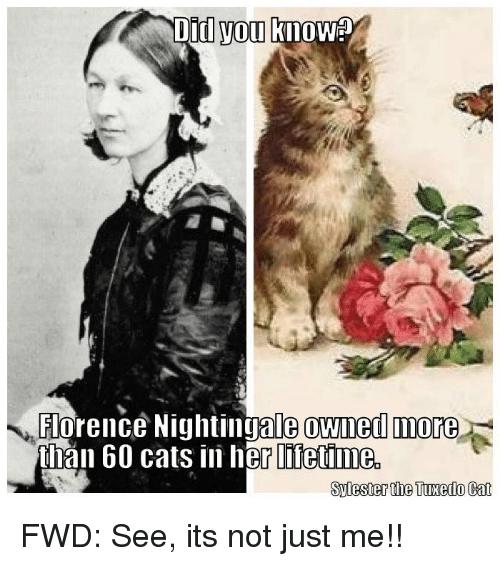 Florensa NaitingeilaKa īsta... Autors: Raziels Kad kaķi sajauc galvu
