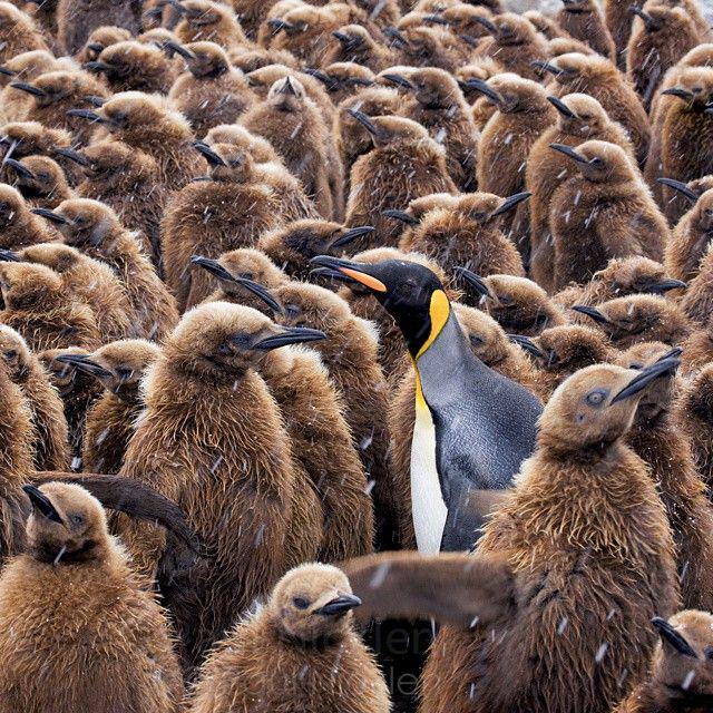  Autors: kaķūns Lieliski FOTO jeb 52 iemesli sekot National Geographic Instagramā!