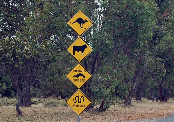 Uzmanieties no ķenguriem... Autors: Ciema Sensejs Par kādiem dzīvniekiem brīdina pasaules ceļa zīmes?