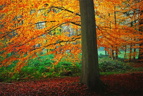 Mežs pie Briseles Beļģijānbsp Autors: Ciema Sensejs Mežs – brīnums dažādībā