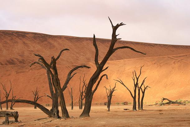 Miruscaronais mežs Namībijā Autors: Ciema Sensejs Mežs – brīnums dažādībā