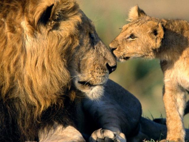 Ja lauvas tēviņscaron pieņem... Autors: Zirgalops Fakti, kurus labāk nezināt!