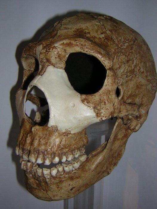 neandertaliescarona... Autors: andza512 Aizvēsturiskie cilvēki