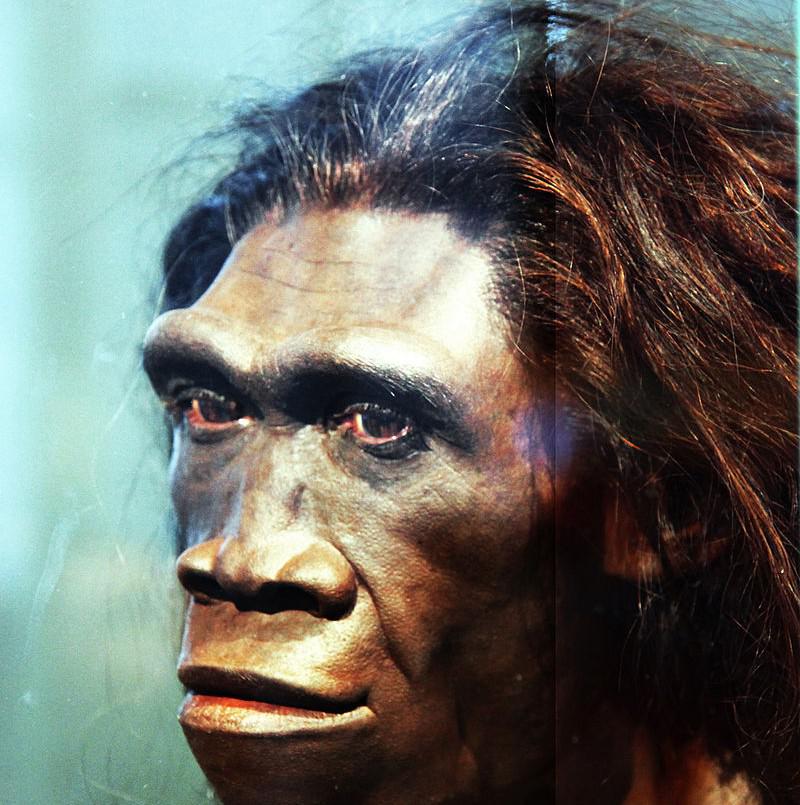 Homo erectusPirms 16 miljoniem... Autors: andza512 Aizvēsturiskie cilvēki