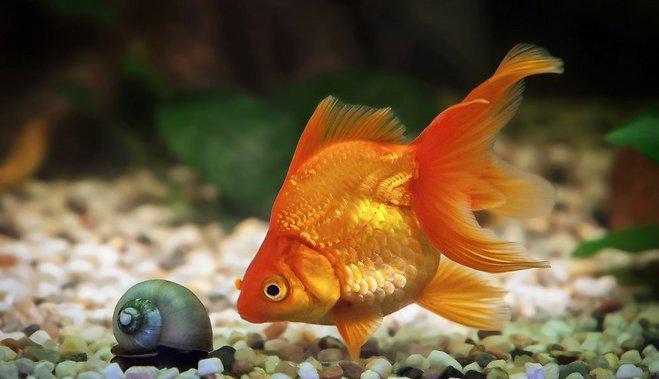 Zelta zivtiņaZelta zivtiņa... Autors: dekiz Par mājdzīvniekiem
