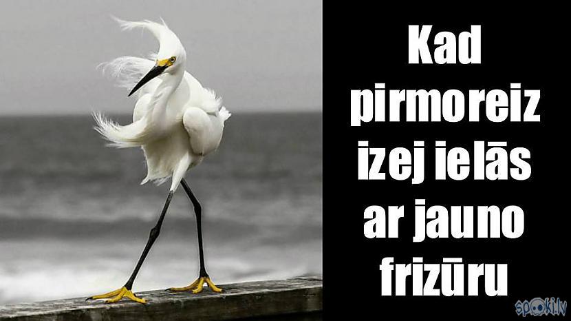  Autors: Altenzo Spoki joko