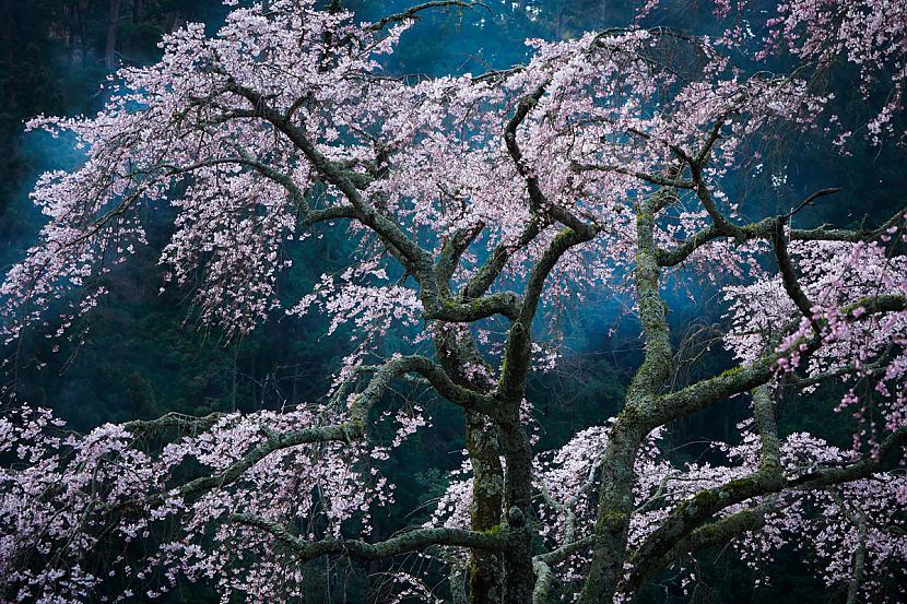 Japānas ķirsis koks kurscaron... Autors: Baradačš Iespaidīgi National Geographic 2016. gada attēli apkārt pasaulei