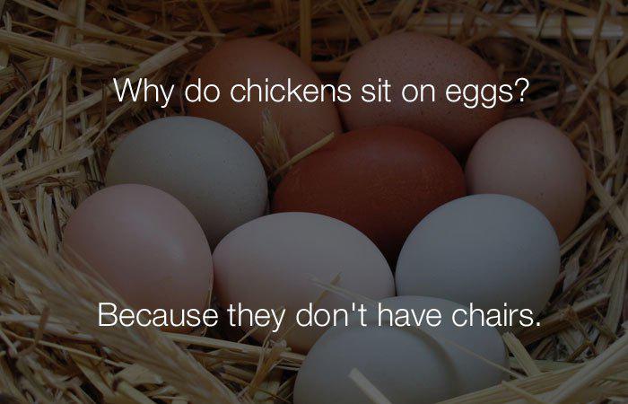Kāpēc vistas sēž uz olāmTāpēc... Autors: Lestets Stulbi, vienkārši un smieklīgi