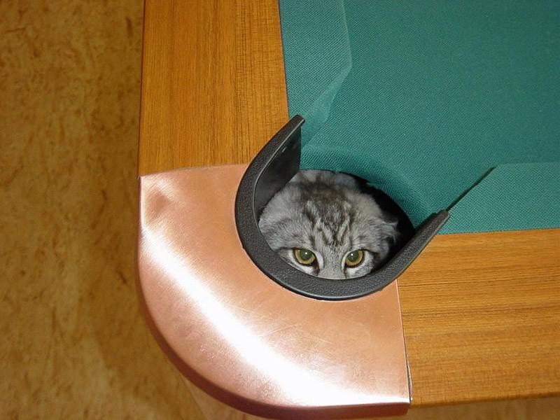 Tā kā kaķi ir slēpņa mednieki... Autors: Hmm Kāpēc kaķiem patīk kastes?