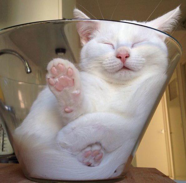Zupas kaķis Autors: Ciema Sensejs 20+ kadri, kuri pierāda, ka kaķi var gulēt pilnīgi visur