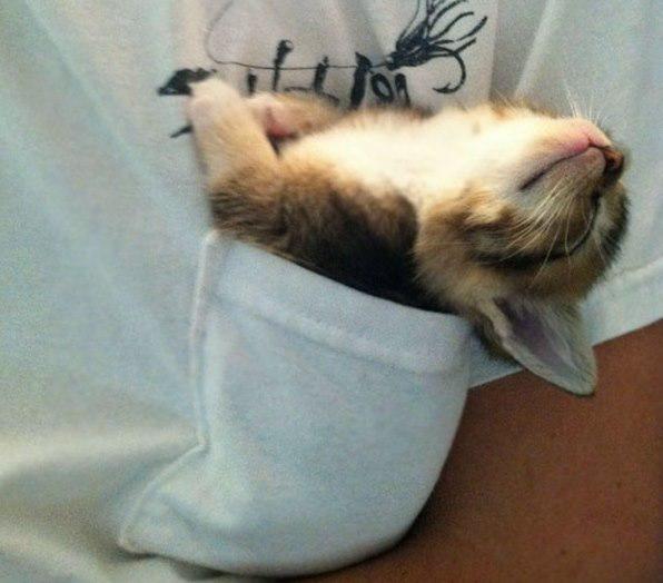 Kabatas variants Autors: Ciema Sensejs 20+ kadri, kuri pierāda, ka kaķi var gulēt pilnīgi visur