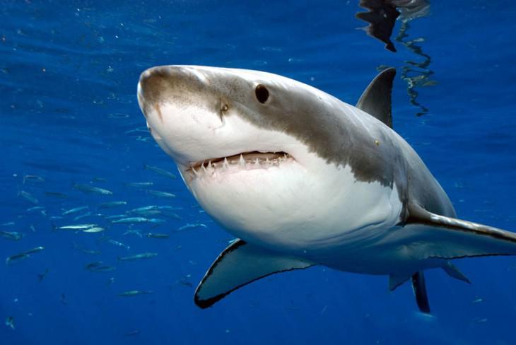 4 Haizivis neslimo ar... Autors: Lords Lanselots Mīti, kuriem tic 82% cilvēku! 2.daļa