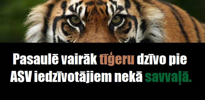  Autors: Trakais Jēgers Spalvaini fakti par lauvām un tīģeriem