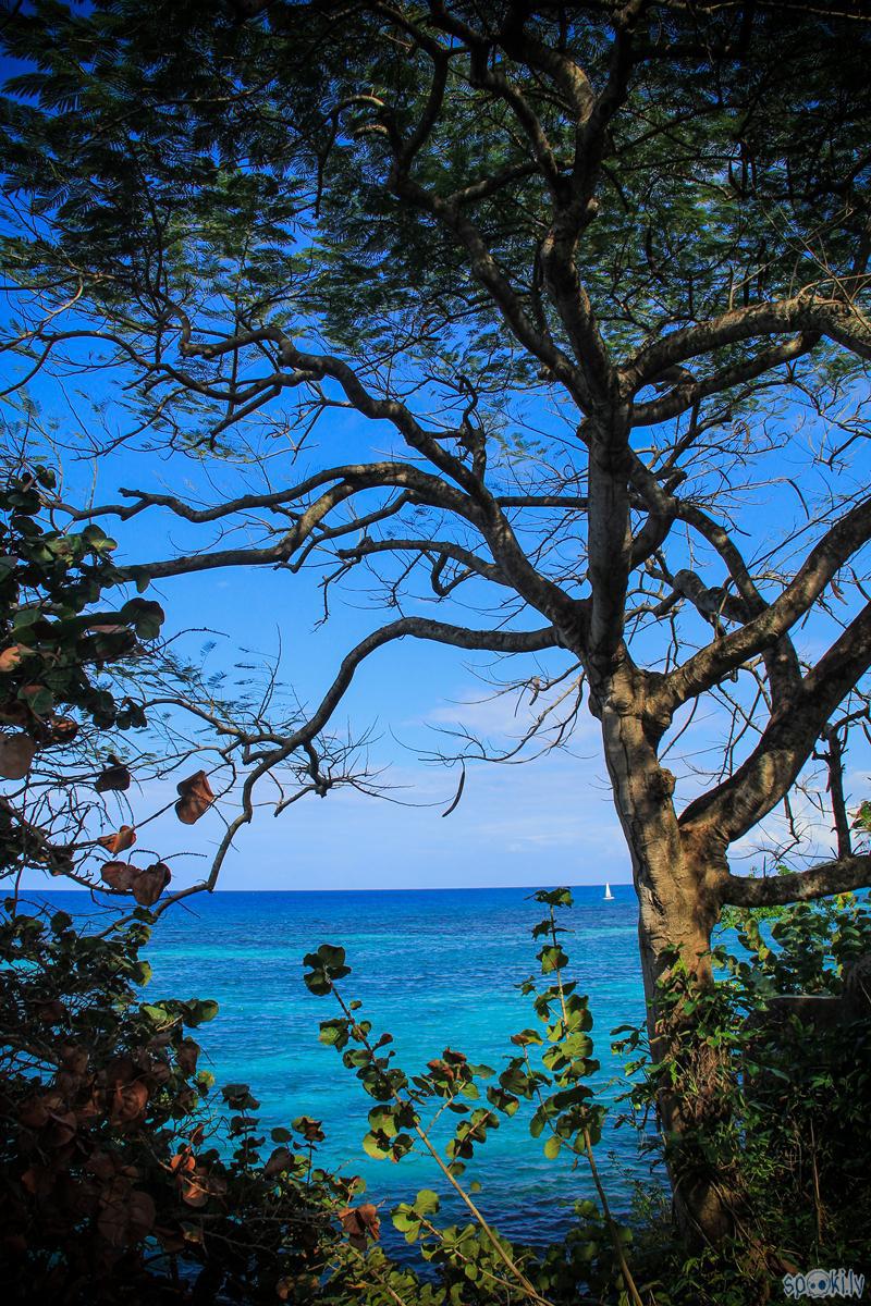  Autors: LosAngeles Sabildēju Jamaikas dabu.