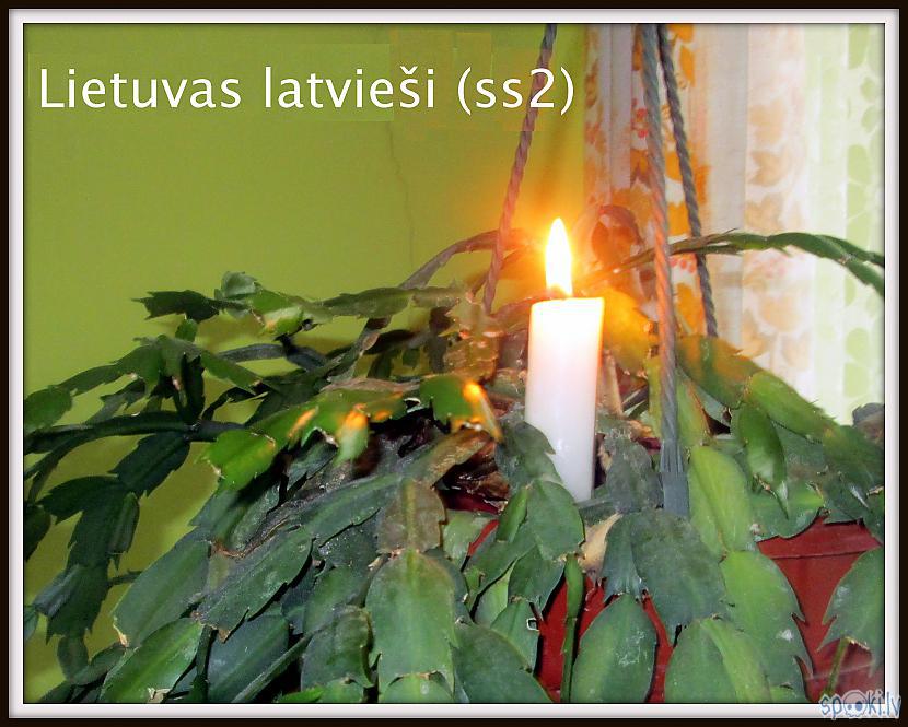  Autors: rasiks Lietuvas latvieši (ss2)