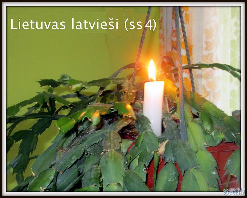  Autors: rasiks Lietuvas latvieši (ss4)