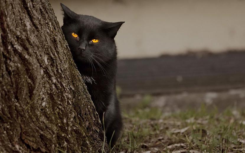 Scaronim kaķim ir ne tikai... Autors: Fosilija 15 ļaunākie kaķi, kādus Tu jebkad būsi redzējis!