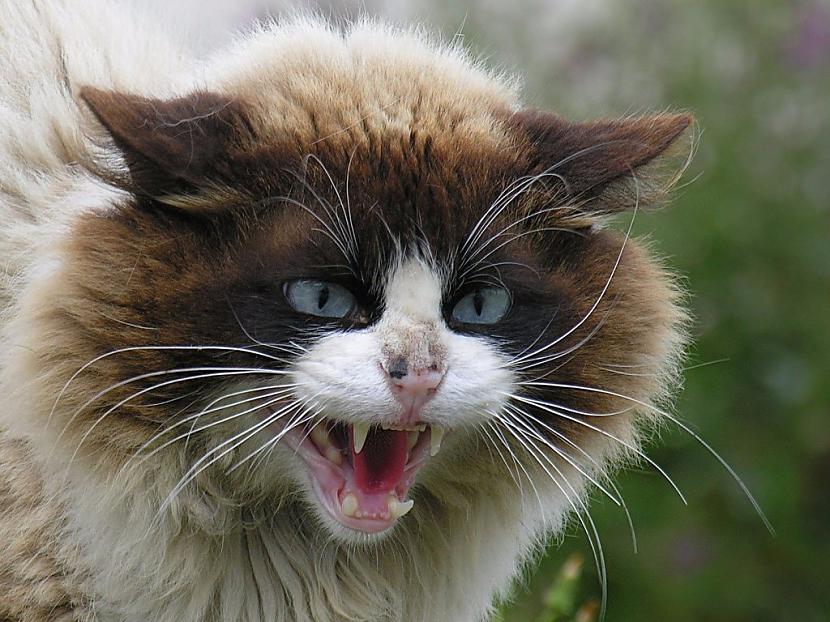 Viņscaron ir vilkacis nē tomēr... Autors: Fosilija 15 ļaunākie kaķi, kādus Tu jebkad būsi redzējis!