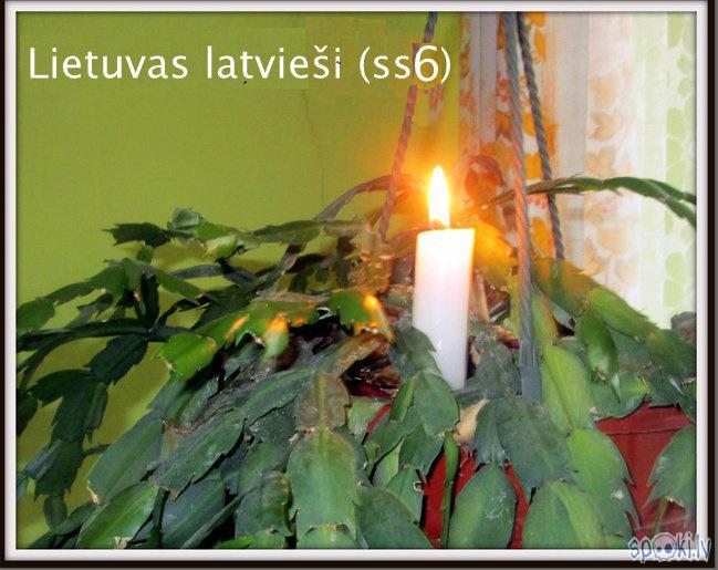  Autors: rasiks Lietuvas latvieši (ss6)