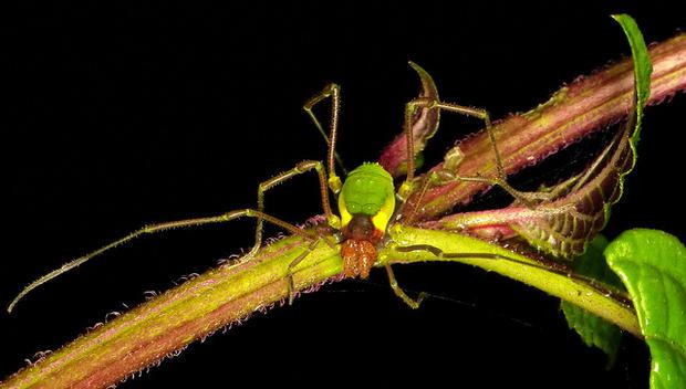 6 Tie sastopami dažādās... Autors: Ciema Sensejs 15 pārsteidzoši fakti par garkājainajiem zirnekļiem