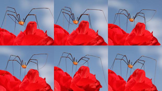 10 Viņi ir tīrīgiVairums... Autors: Ciema Sensejs 15 pārsteidzoši fakti par garkājainajiem zirnekļiem