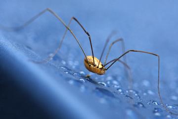 12 Viņu kājas neataugPretēji... Autors: Ciema Sensejs 15 pārsteidzoši fakti par garkājainajiem zirnekļiem
