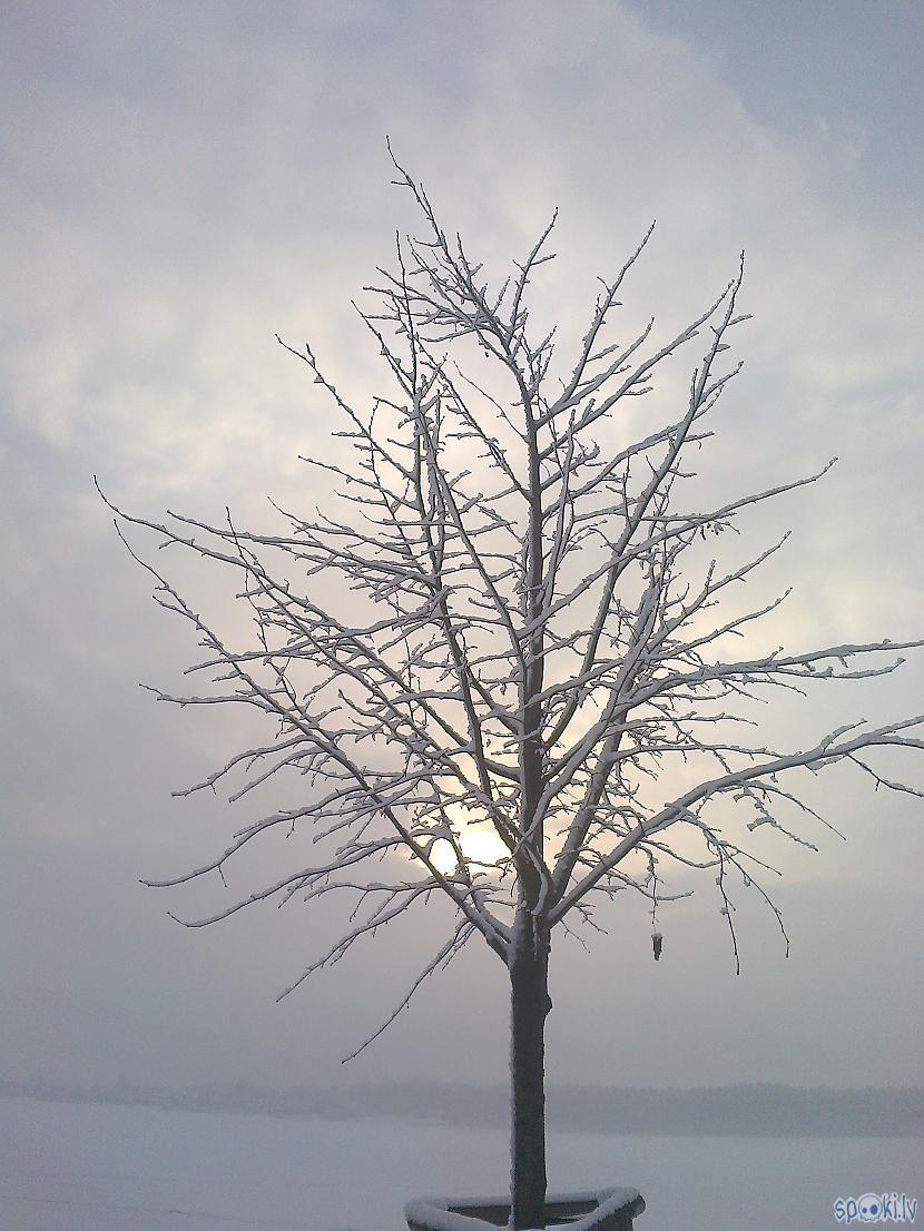 Vaidziņu caur koka zariem uz... Autors: ezkins Sapnis vasaras nak... tfu, ziemas dienā