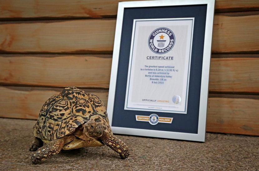 Bruņurupucis kurscaron dzīvo... Autors: Fosilija Dzīvnieki, kuri ir iekļuvuši Ginesa rekordu grāmatā!