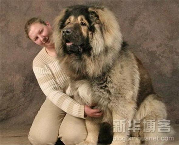 Iedomājieties kas notiktu ja... Autors: Bitchere Lielākie un neparastākie suņi, neticami!