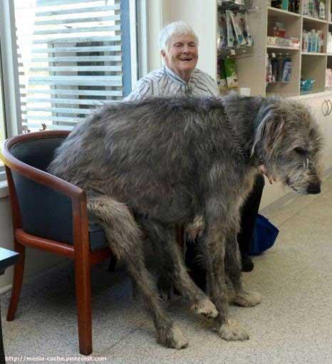 Paskatieties uz scaroniem... Autors: Bitchere Lielākie un neparastākie suņi, neticami!