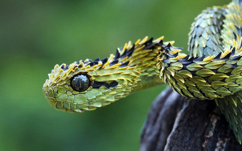 Feathered Tree ViperScaronīs... Autors: Fosilija Bīstamākās un dīvainākās čūskas pasaulē