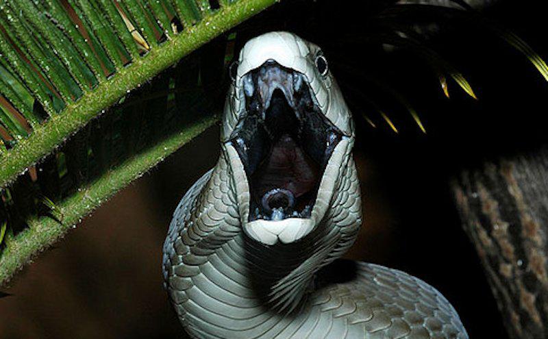 Black MambasMelnās mambas savu... Autors: Fosilija Bīstamākās un dīvainākās čūskas pasaulē