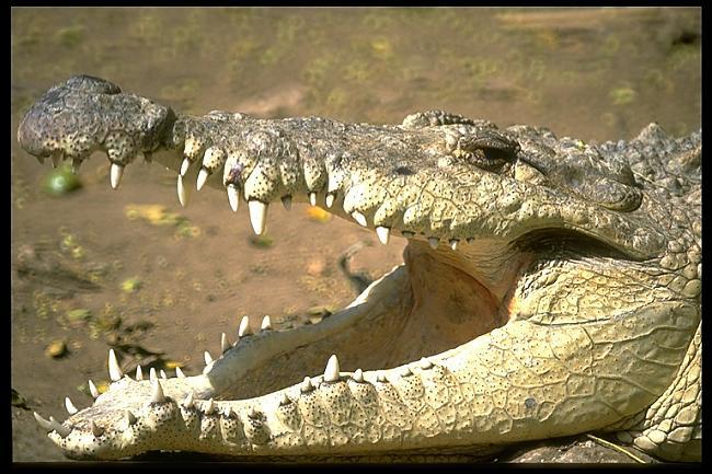 Krokodīls nemāk izbāzt... Autors: vienigaisenriksinboxlv Interesanti fakti #2