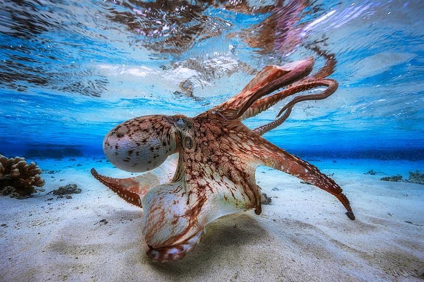 Man nācās gaidīt pavasara... Autors: ezkins 2017. gada konkursa Underwater Photographer uzvarētāji