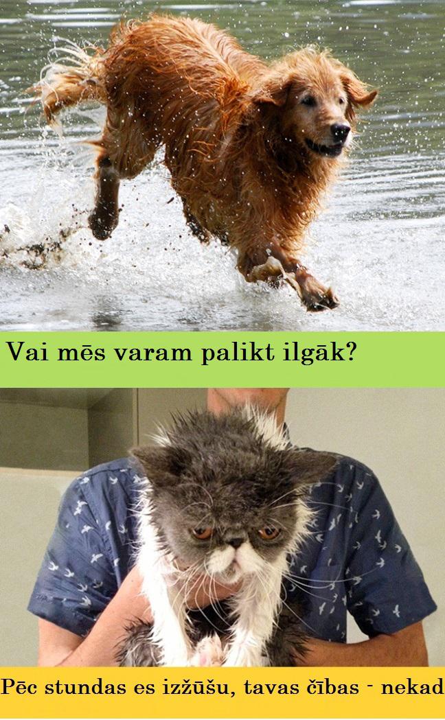 Attieksme pret ūdeni Autors: Lestets Kaķi vs suņi